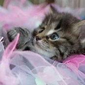 Kat Poulin's photo