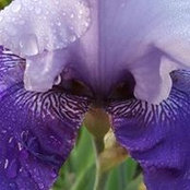 Teresa DeWitt's photo