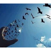 Marc Alexandras foto