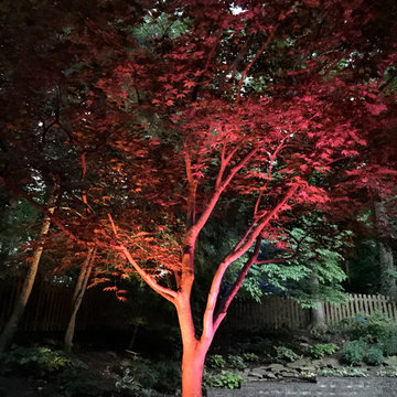 Colored LED lighting