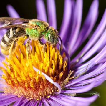 Great Design Plant: New England Aster Ushers in Fall