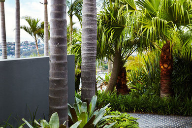 Inspiration for a tropical garden in Sydney.