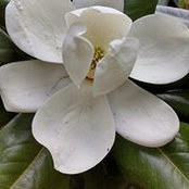 Sharon Cramer-Collier's photo