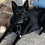 Foto di Buddy Monte