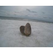 Carolyn Tarr's photo