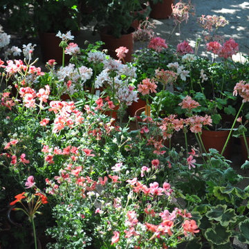 Pelargoni