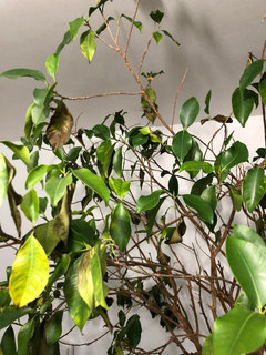 My ficus has lost its leaves | Houzz Forum