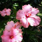 Foto von Jeanne Bartlow