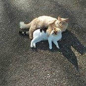 Ivy Katt's photo