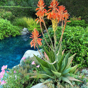 Agoura Hills Yardscape