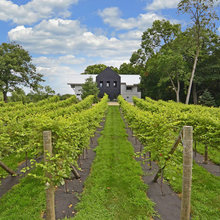 Vineyard