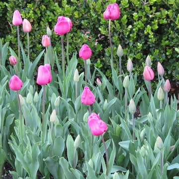 Zero Lawn Xeriscape - Return of the Native