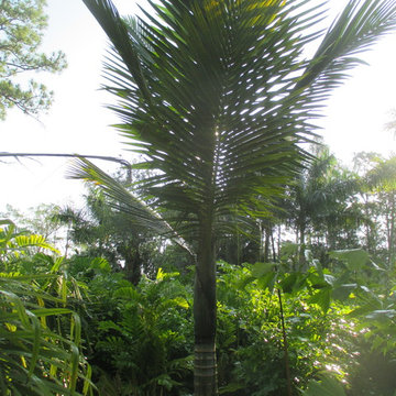 Palm Tree Catalog (will have hundreds to view - work in progress)