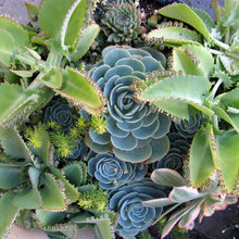 Plants