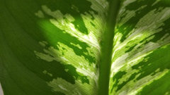 Holes and in Dieffenbachia | Houzz Forum