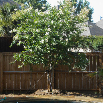 Natchez Crape Myrtle