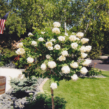 PeeGee Hydrangea