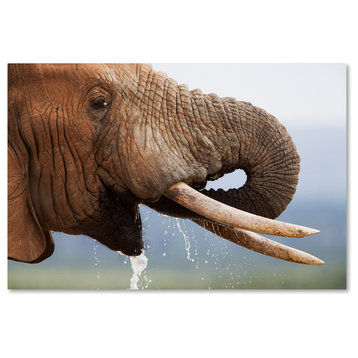 "Elephant Drinking" by Robert Harding Picture Library, Canvas Art, 22"x32"