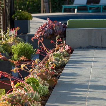 Slate walkway with succulents
