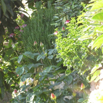 garden in Tuscany