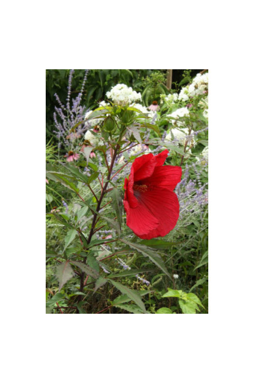 Hardy Hibiscus Season