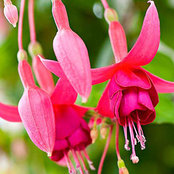 Helen Kohn's photo