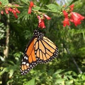 Laura Wiggins's photo