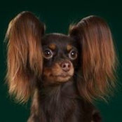 Elena Osipova's photo