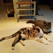 Deborah O'Brien's photo