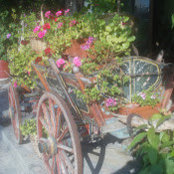 Judith Divine's photo