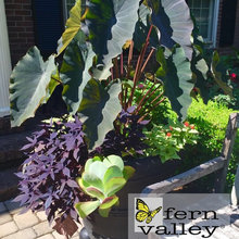 Container Garden