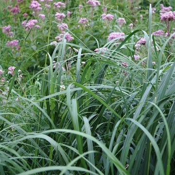 Wetland Projects
