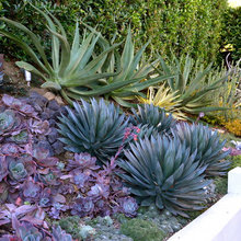 BaCKyard slope