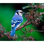 Leila Amani's photo