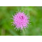 Susan Healy's photo