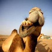 Andrew Primarolo's photo
