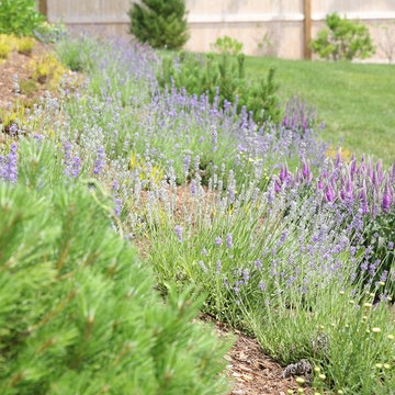 Lavender, santolina, veronica, mugo pine, heather