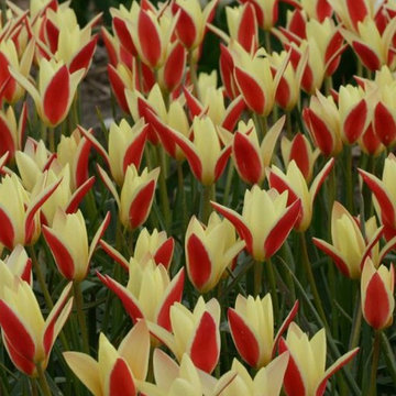‘Tinka’ Tulip Tulipa clusiana var. 'Tinka'