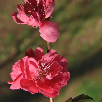The Garden Center