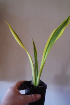 snake plant online Buy Cylindrical Snake Plants Online main image 0