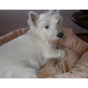 StGeorge Hamilton's photo