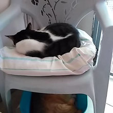 котики дом