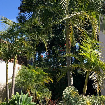 Modern & Drought Tolerant Landscape in Banker's Hill