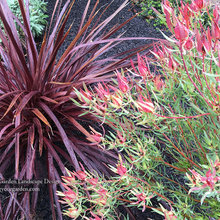 Plants