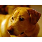 Mike Williams's photo