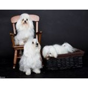 Sharon Mondt's photo