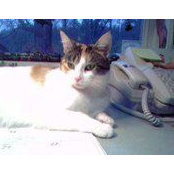 Jody Storeys foto