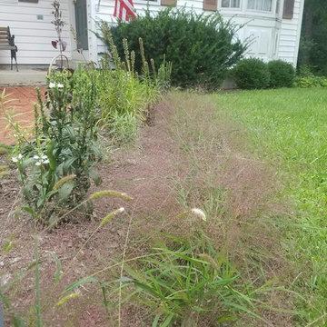 Low Maintenance Wildlife Garden in New York's Capitol Region