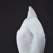 Alice Romanini's photo