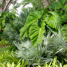plants